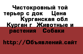 Чистокровный той-терьер с док. › Цена ­ 12 000 - Курганская обл., Курган г. Животные и растения » Собаки   